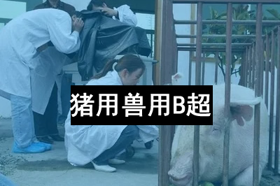 教您怎樣使用獸用B超機(jī)？