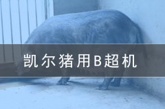 獸用b超機(jī)會(huì)給養(yǎng)豬場(chǎng)帶來(lái)哪些效益？